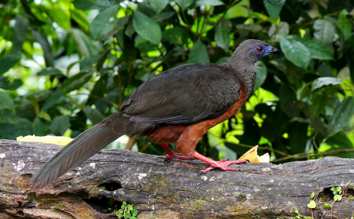 Sickle-winged Guan - ML623951009