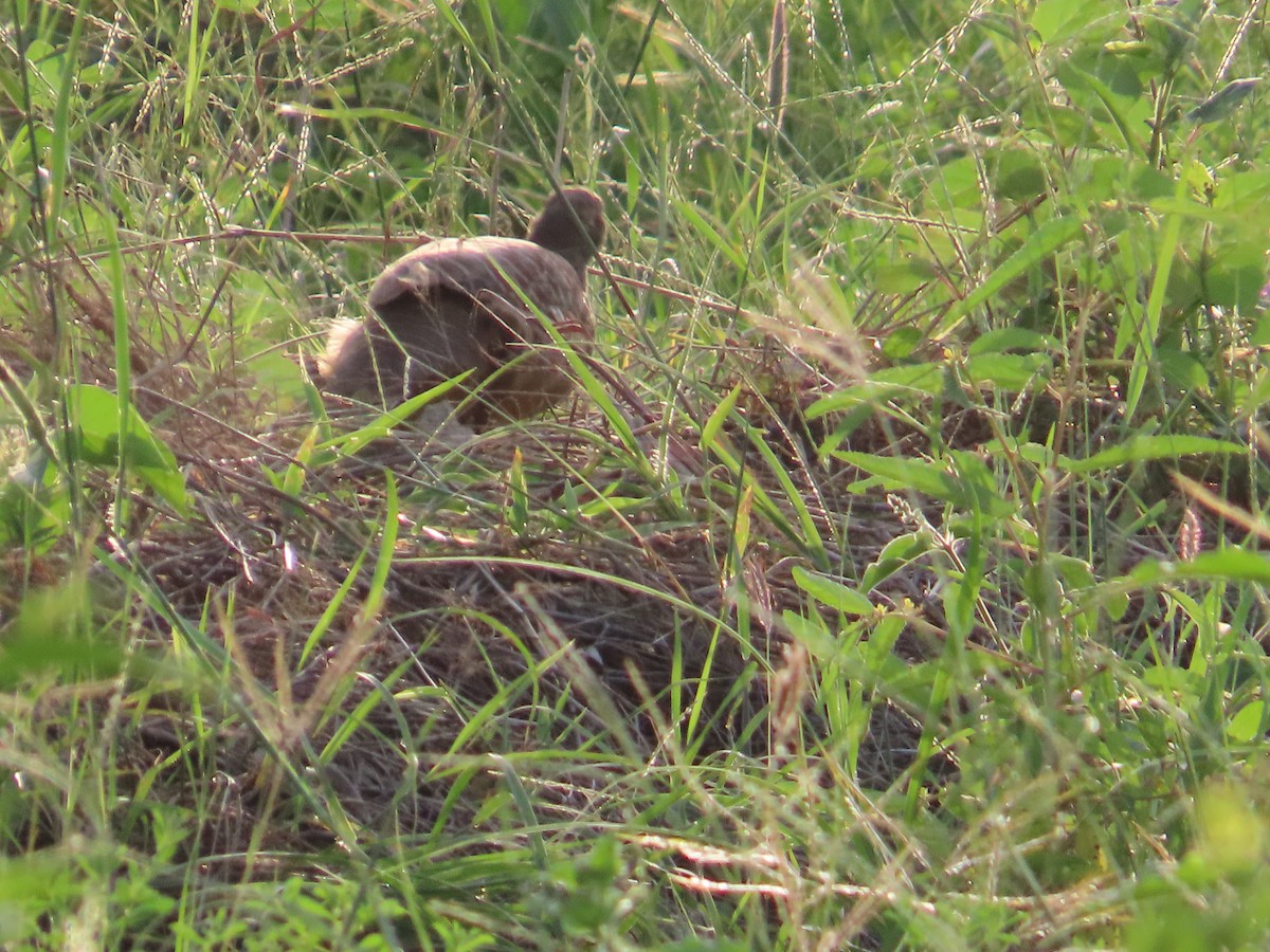 Francolin gris - ML623951011