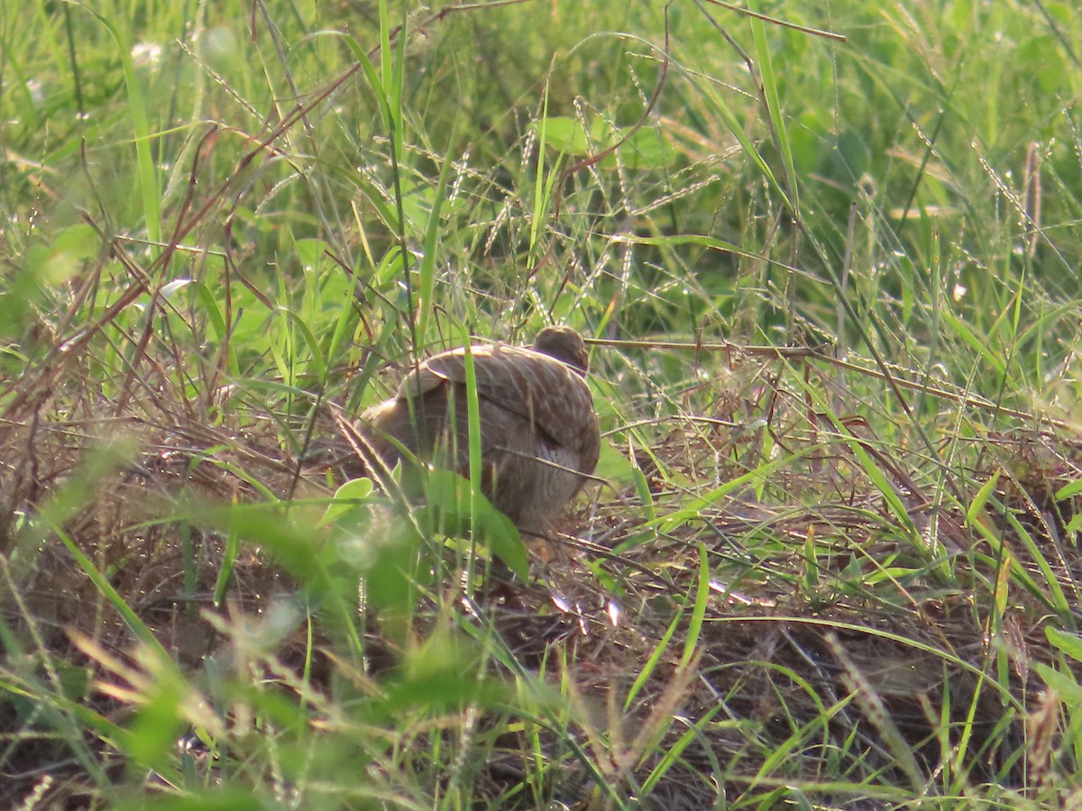 Gray Francolin - ML623951012