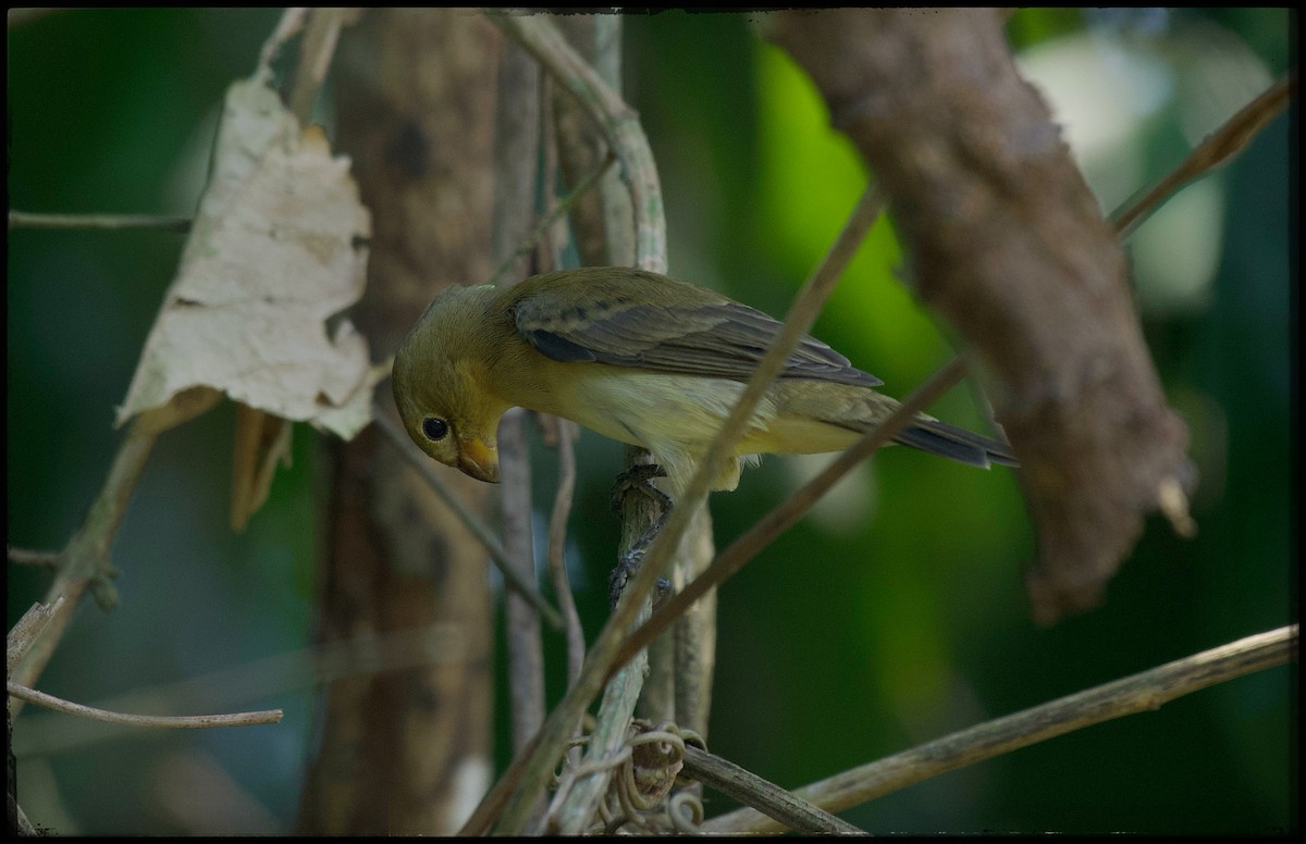 Lined Seedeater - ML623951015