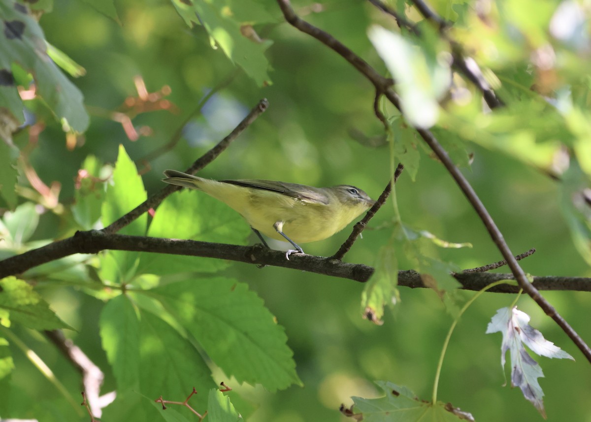 Red-eyed Vireo - ML623951017