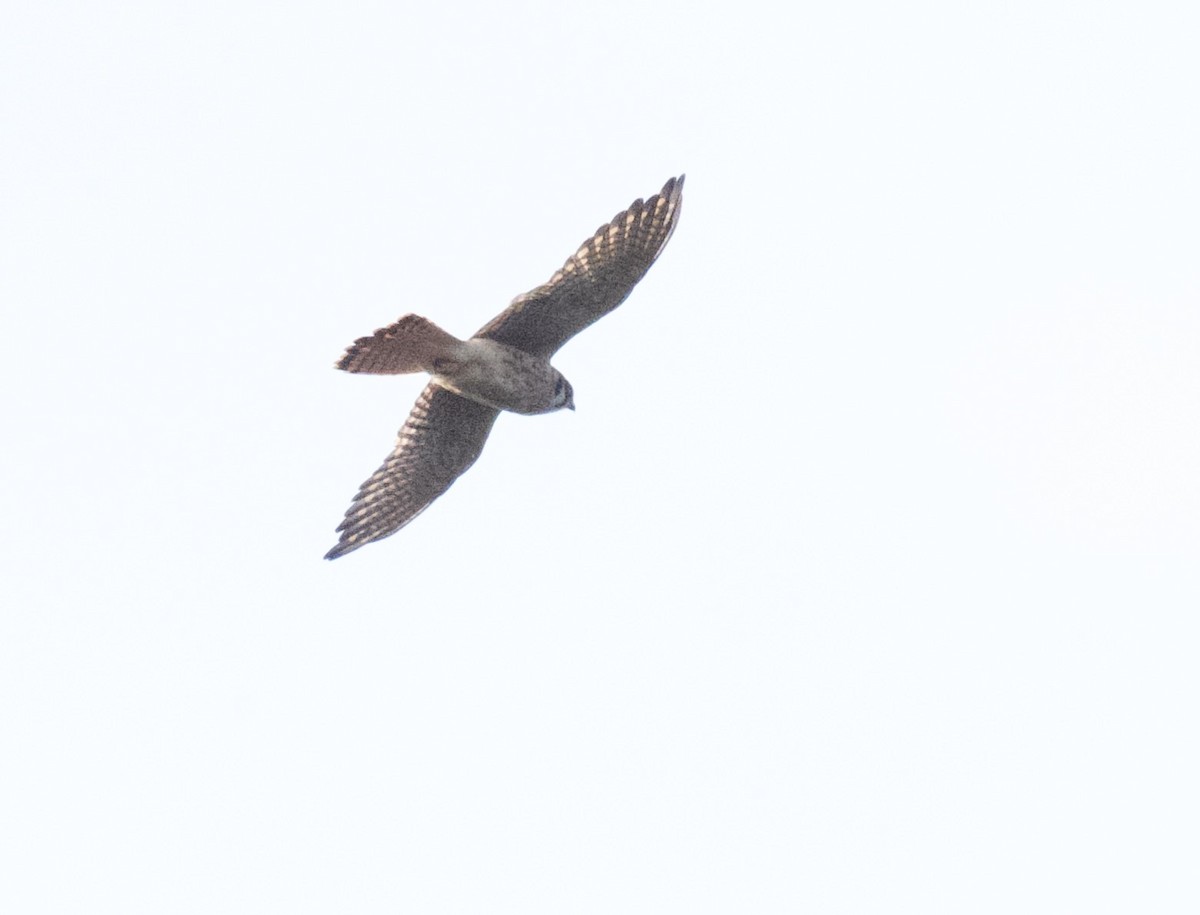 American Kestrel - ML623951019