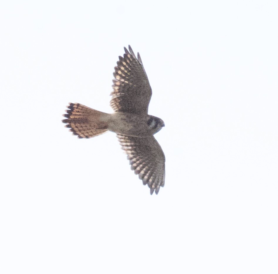 American Kestrel - ML623951021