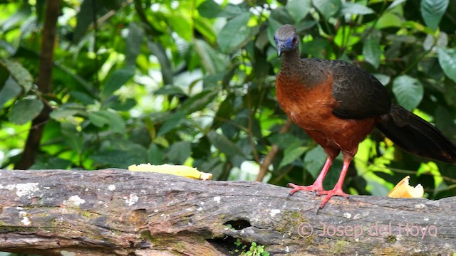 Sickle-winged Guan - ML623951025