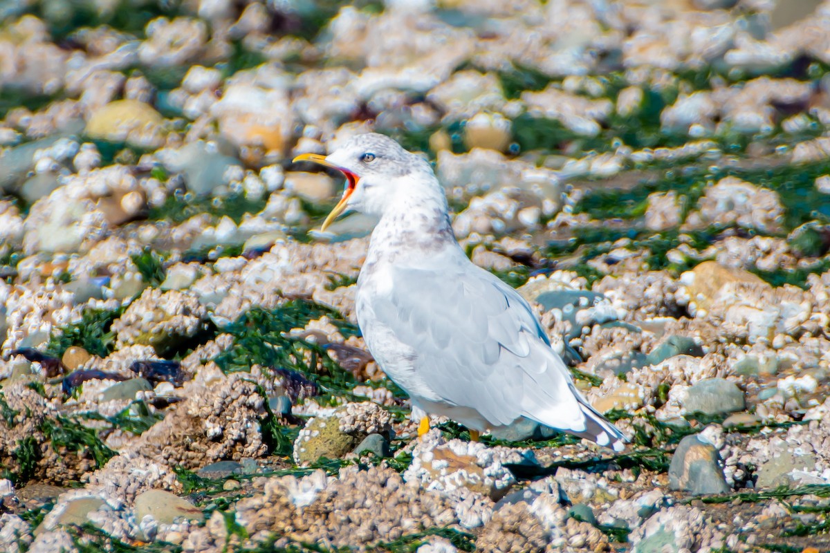 Gaviota de Alaska - ML623951028