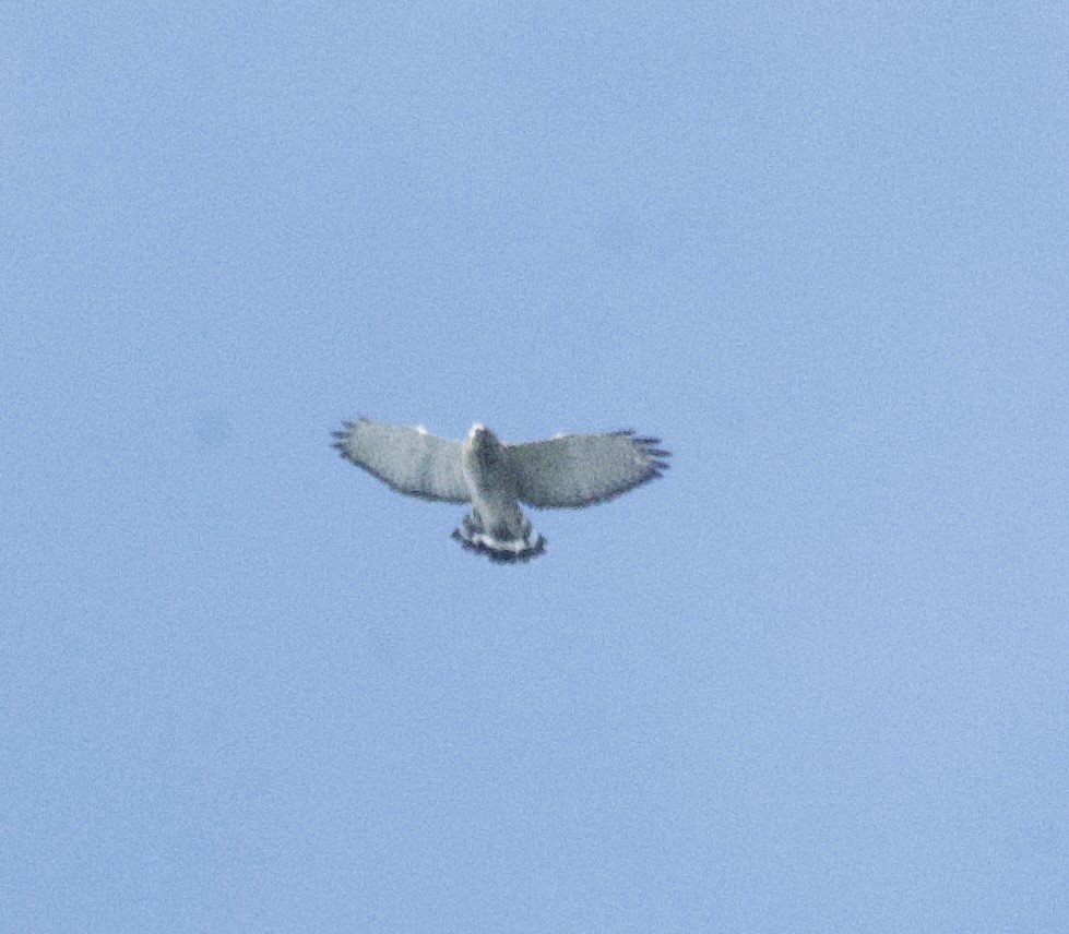 Broad-winged Hawk - ML623951032