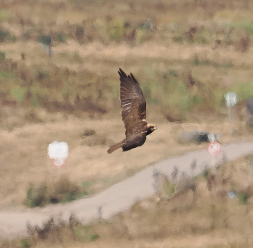 Western Marsh Harrier - Mark Stevenson