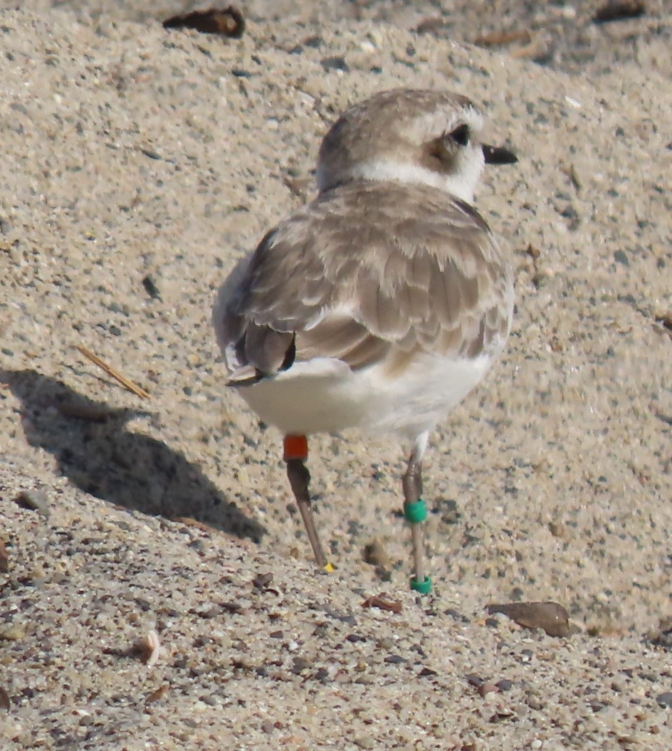 Snowy Plover - ML623951043