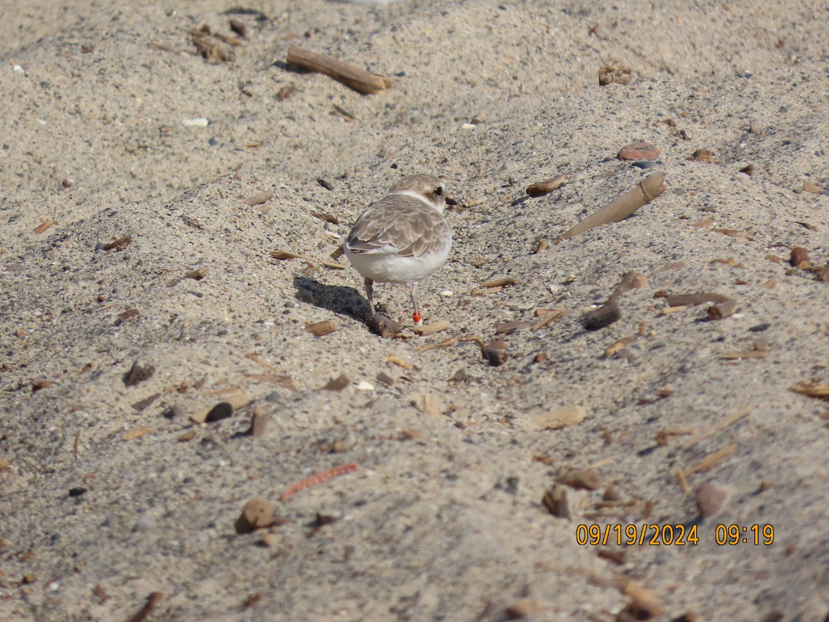 Snowy Plover - ML623951046