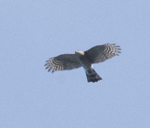 Sharp-shinned Hawk - ML623951052