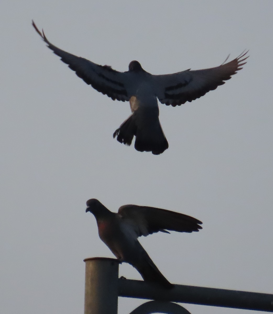 Rock Pigeon (Feral Pigeon) - ML623951055