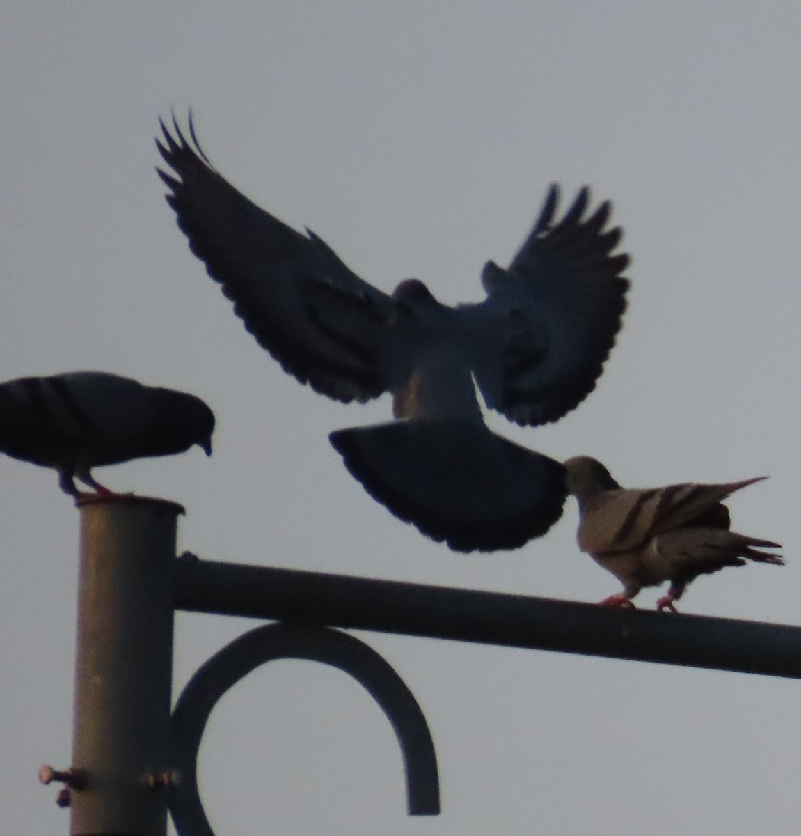 Rock Pigeon (Feral Pigeon) - ML623951056