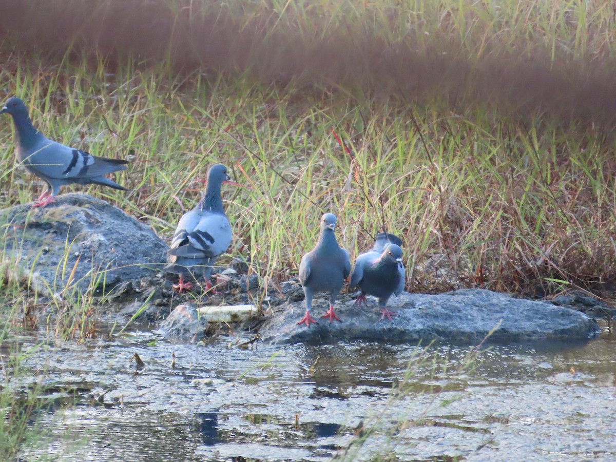 Rock Pigeon (Feral Pigeon) - ML623951058