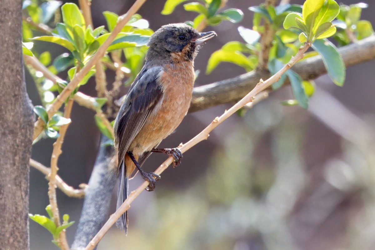 Black-throated Flowerpiercer - Soham Mehta