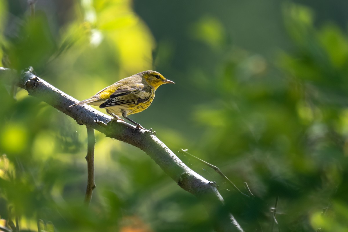 Cape May Warbler - ML623951066