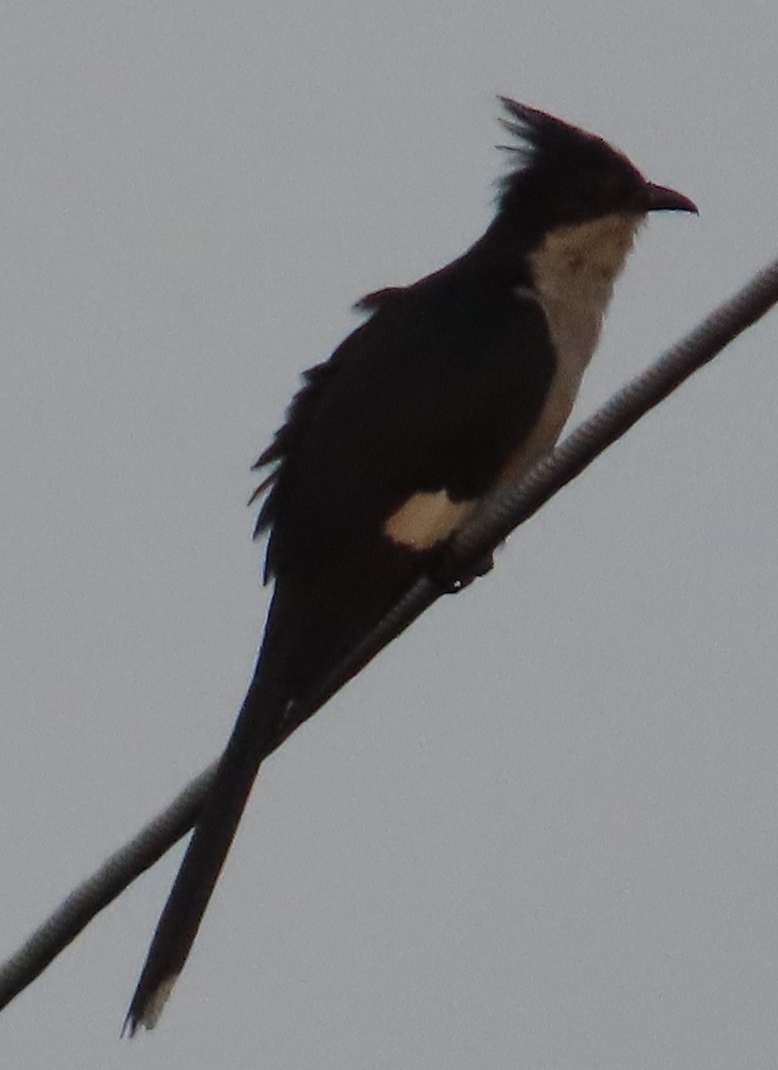 Pied Cuckoo - ML623951076