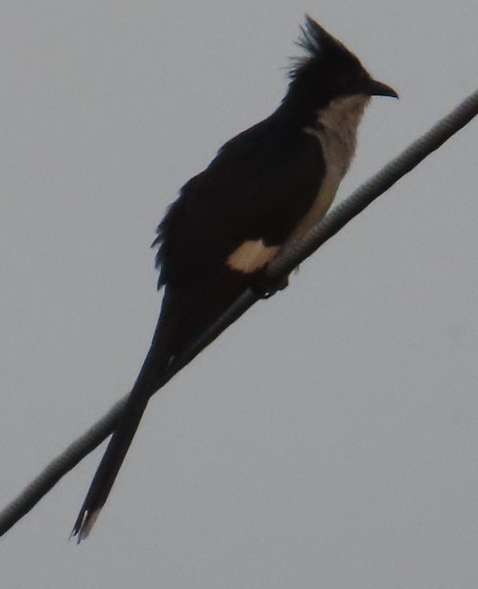 Pied Cuckoo - ML623951077