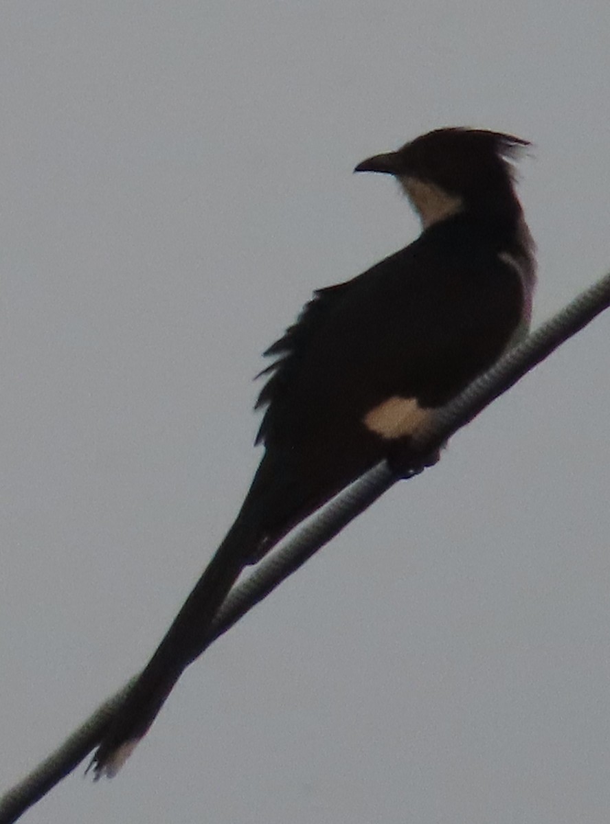 Pied Cuckoo - ML623951078