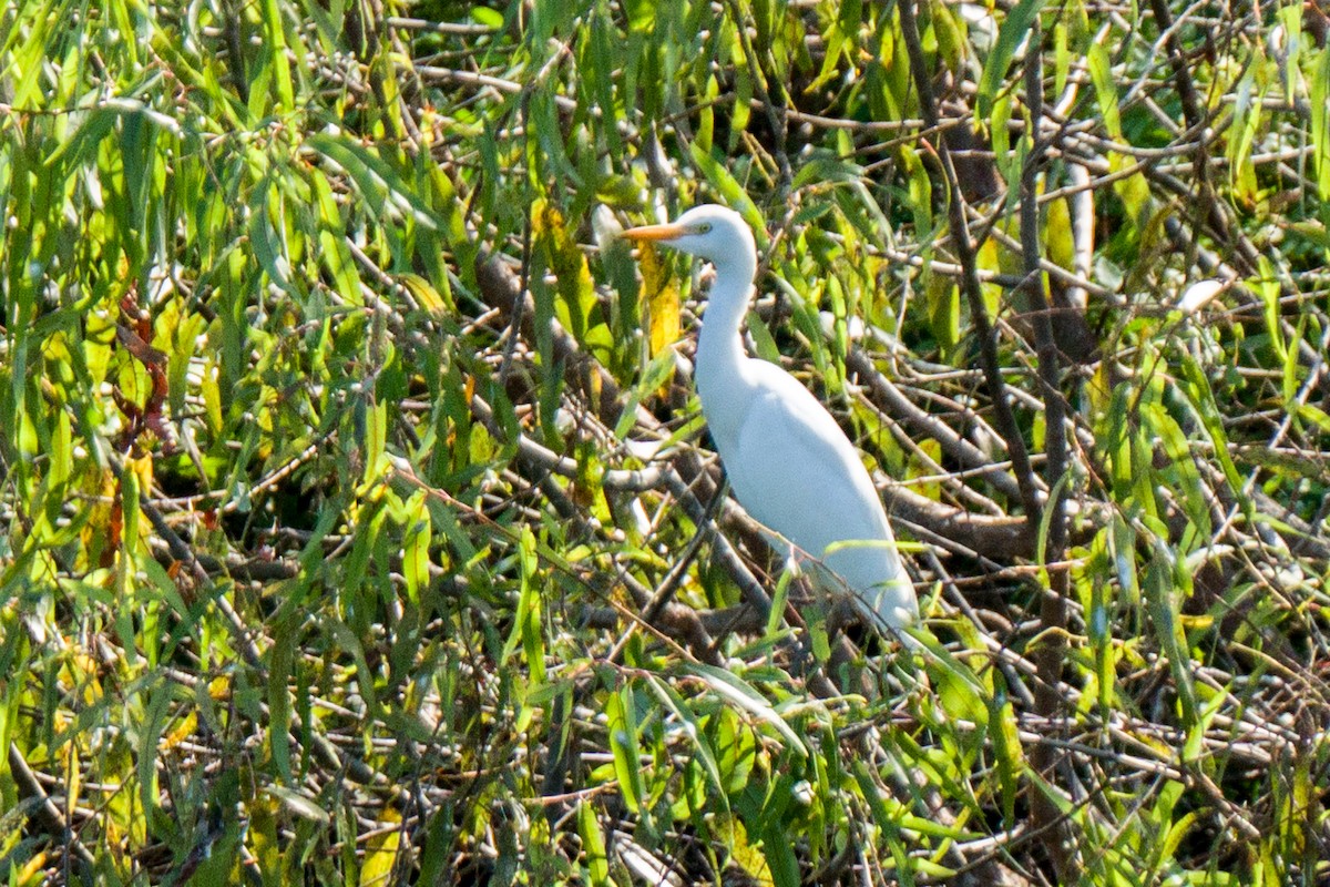 Western Cattle Egret - Tom Litteral