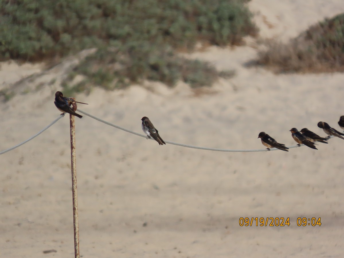 Tree Swallow - ML623951087