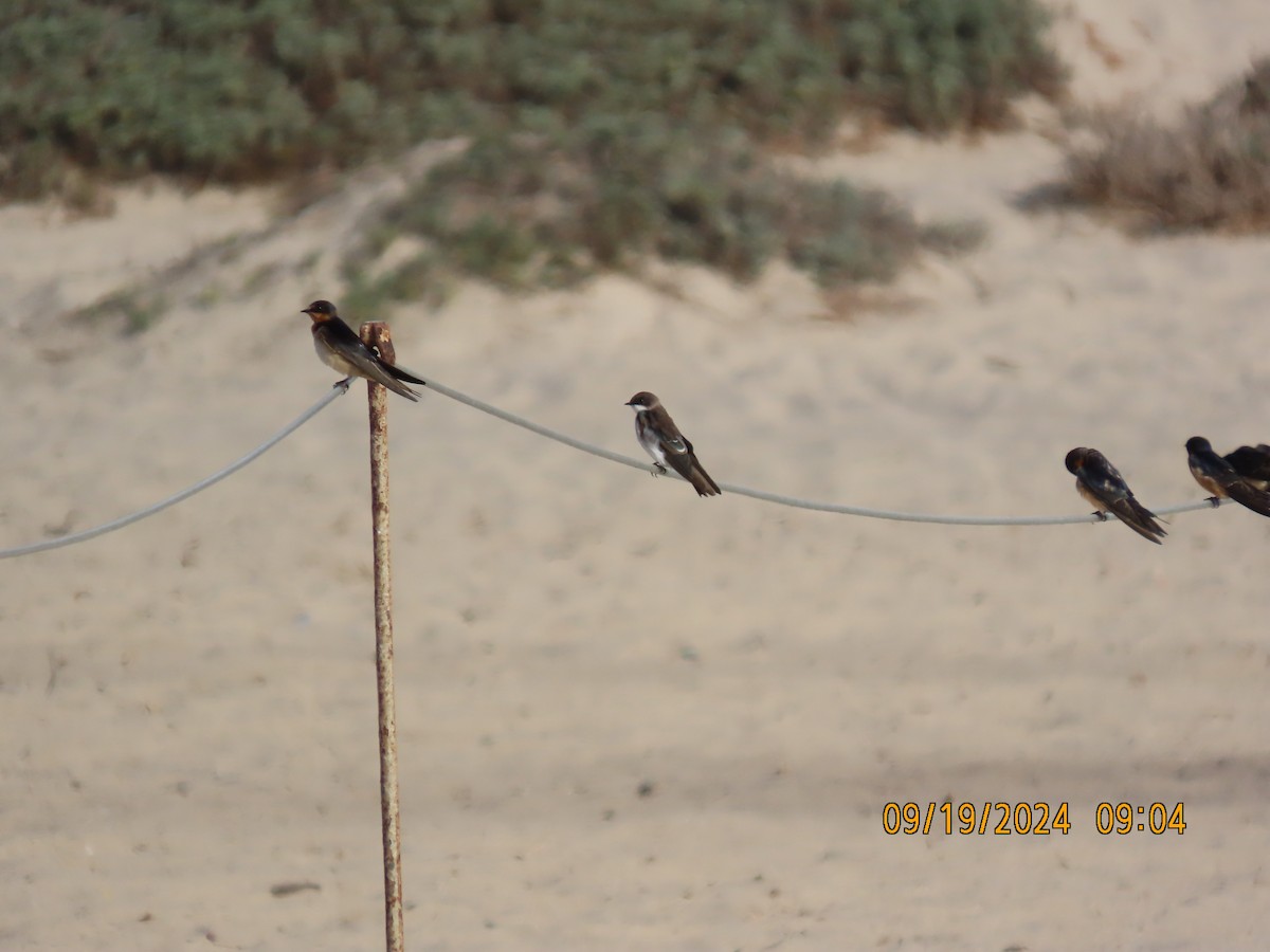 Tree Swallow - ML623951088