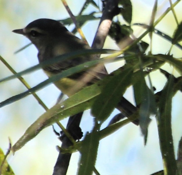 Philadelphia Vireo - ML623951093