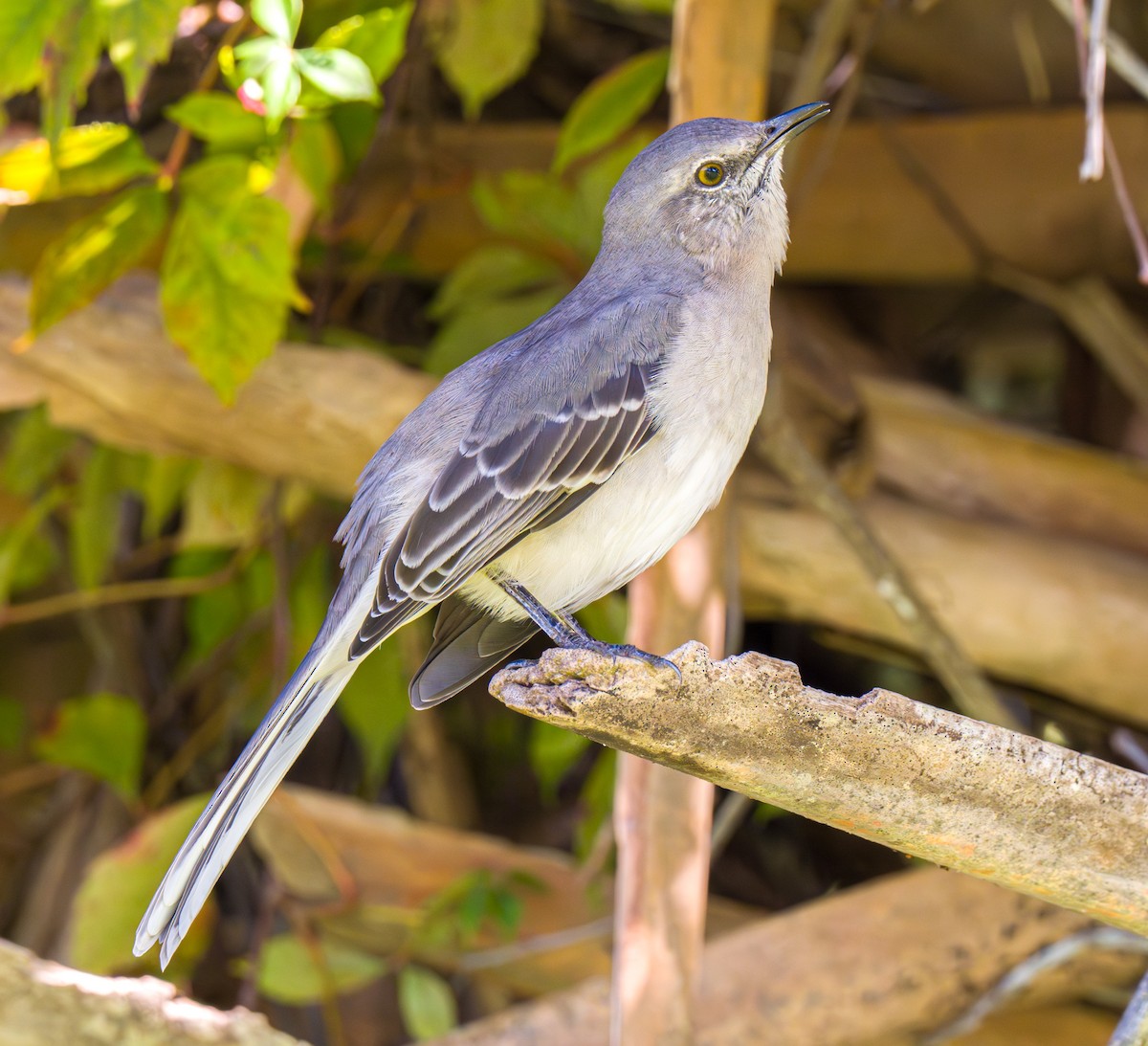 Northern Mockingbird - ML623951094