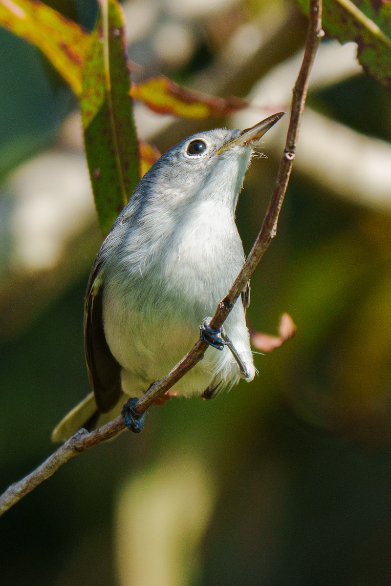 Blue-gray Gnatcatcher - ML623951101