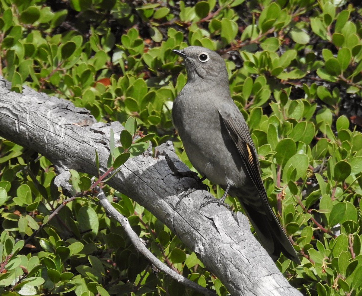 Townsend's Solitaire - ML623951112