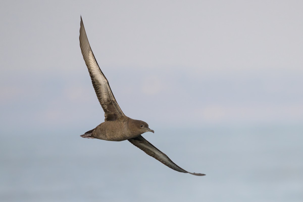 Sooty Shearwater - ML623951124