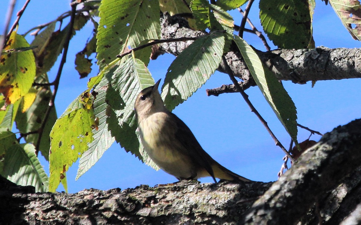 Palm Warbler - ML623951133