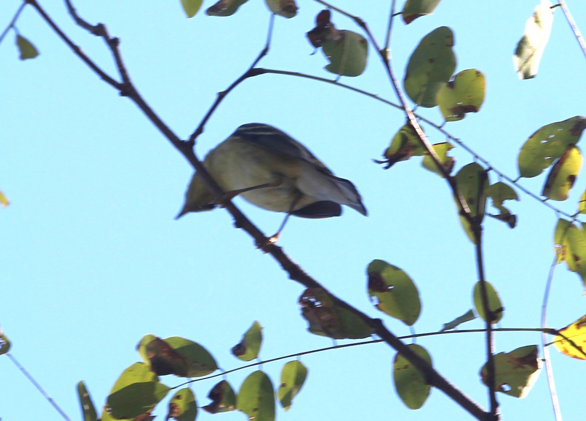 Blackpoll Warbler - ML623951149