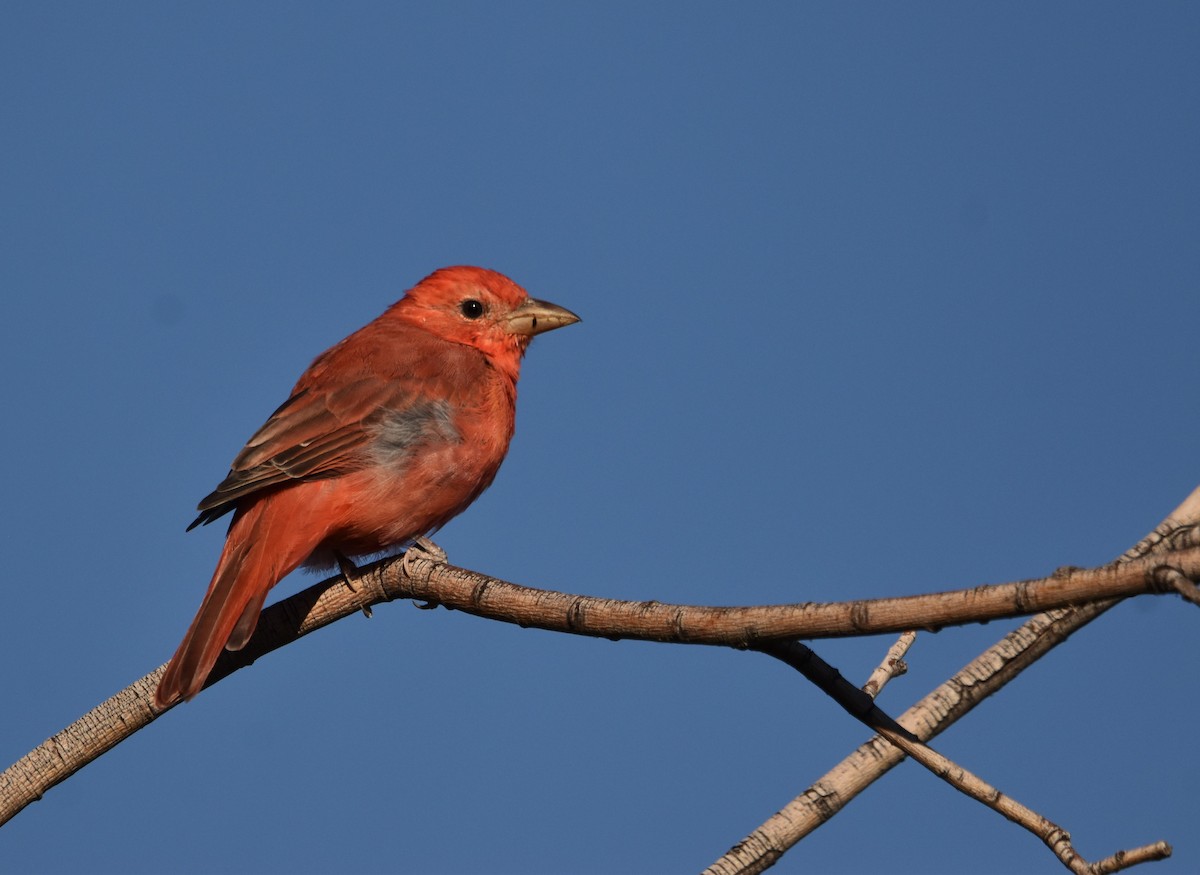 Piranga Roja - ML623951150