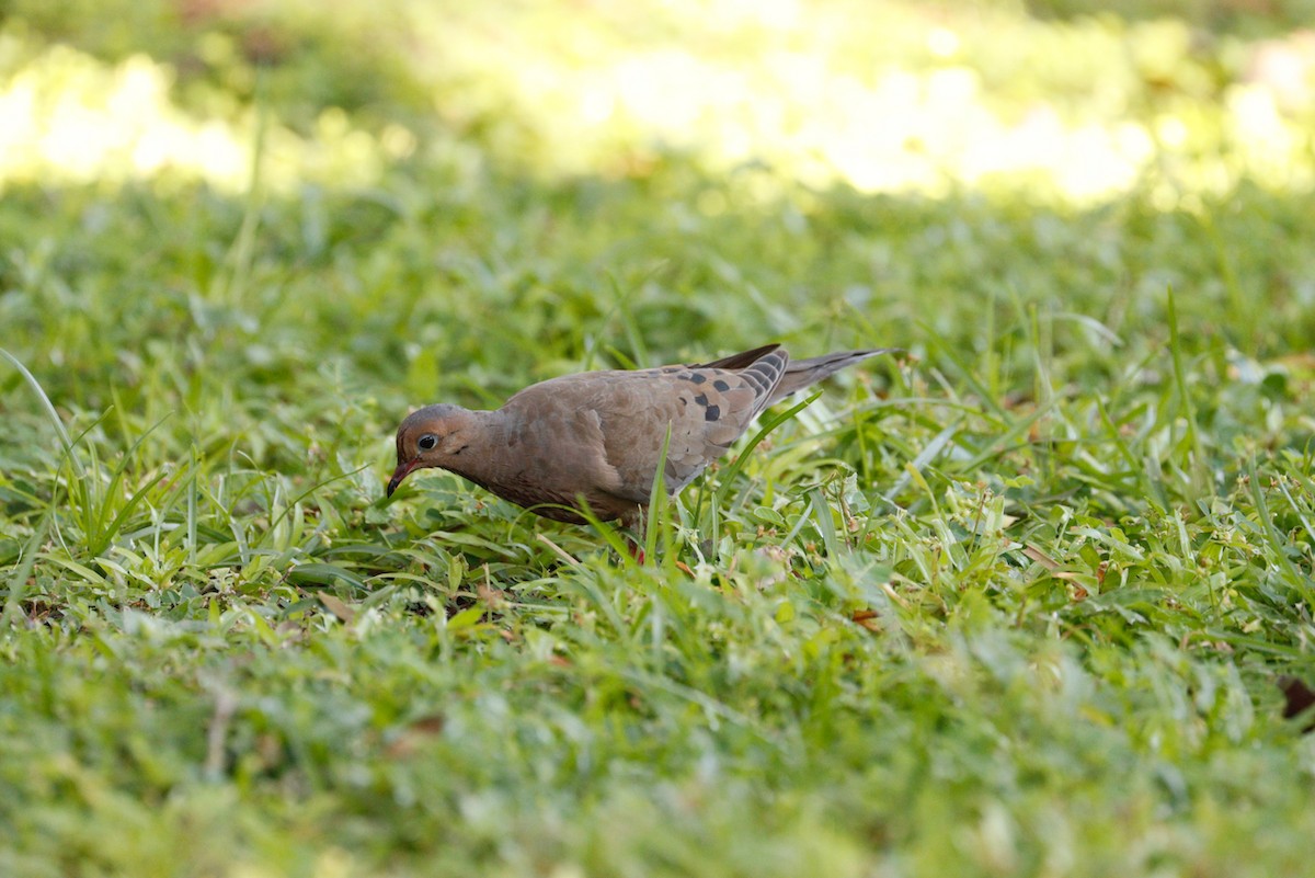 Mourning Dove - ML623951156