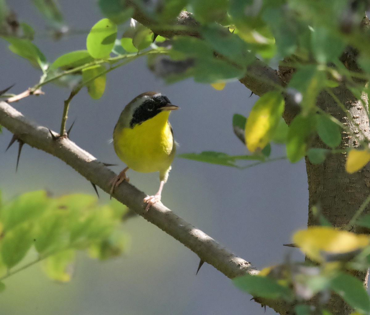 Common Yellowthroat - ML623951162