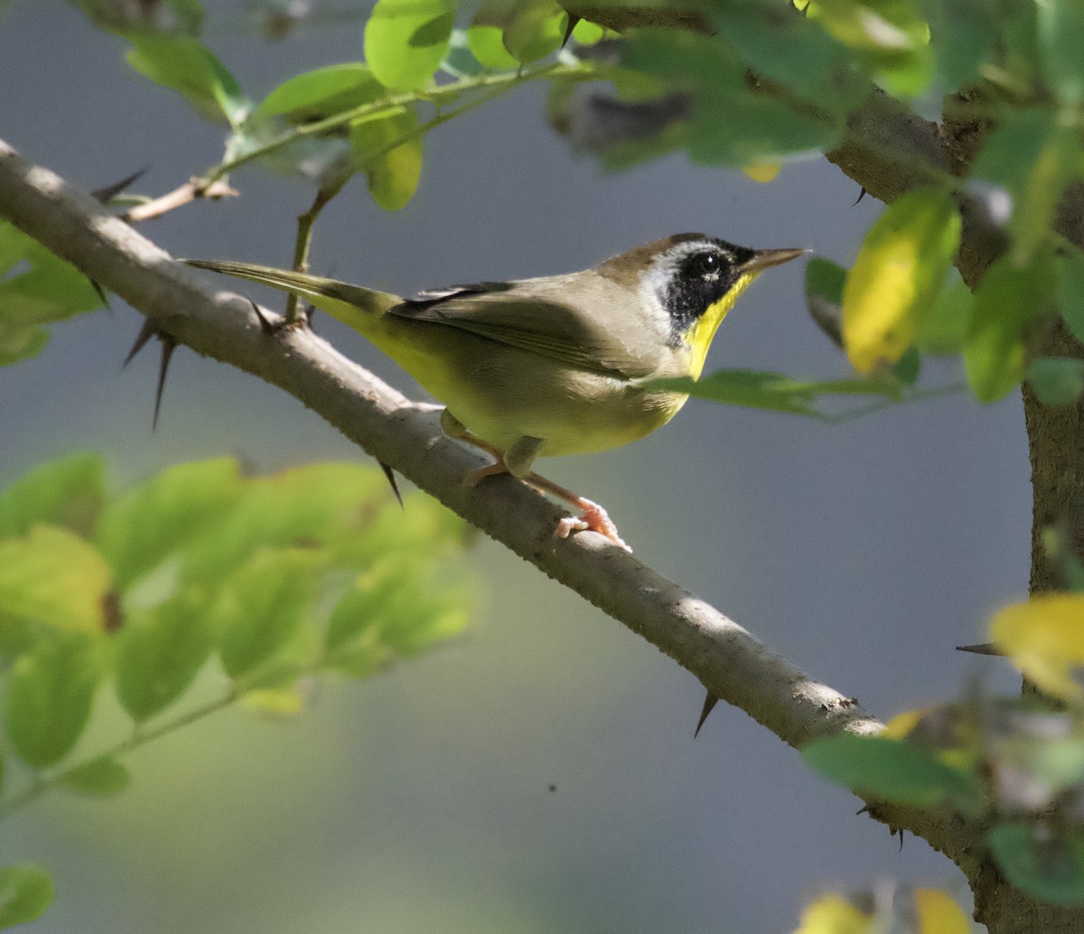 Common Yellowthroat - ML623951166