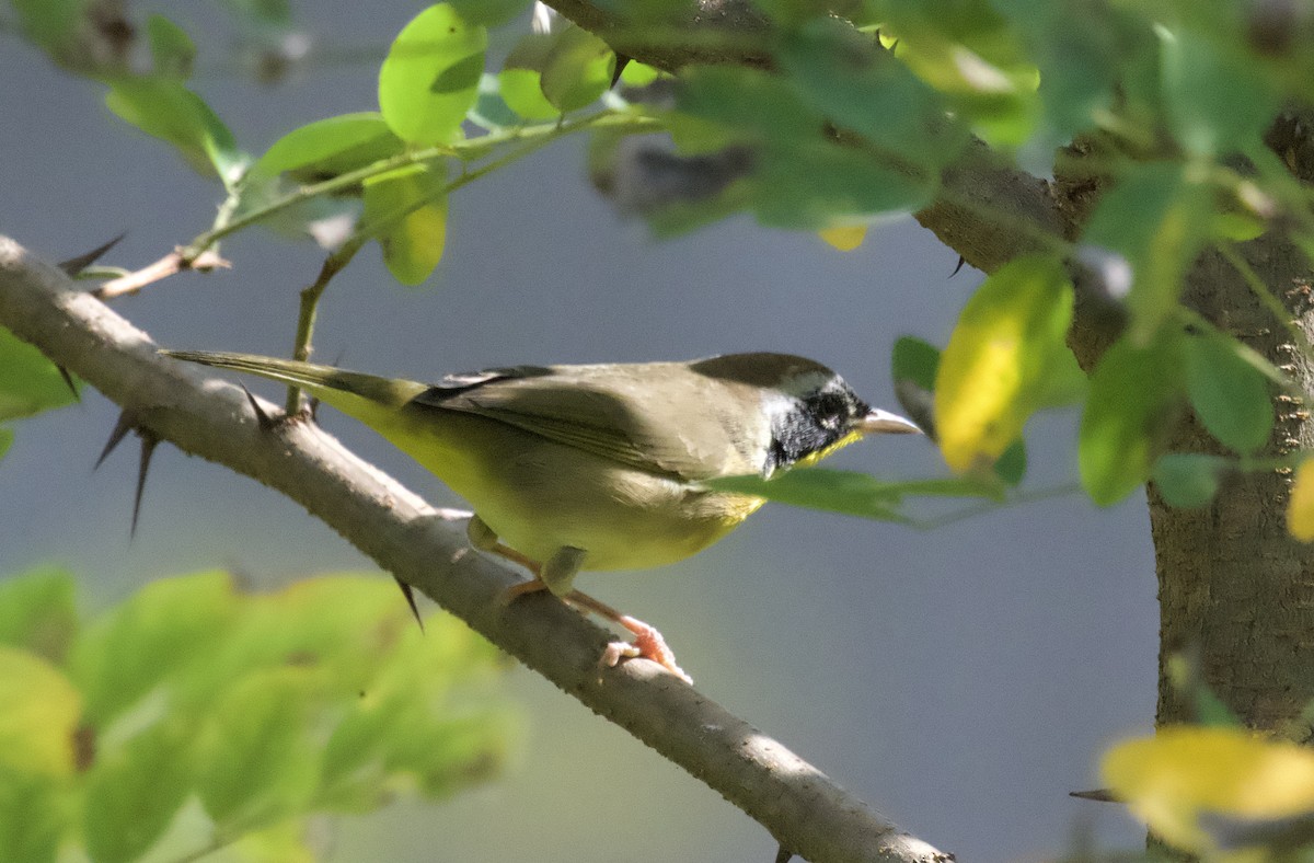 Common Yellowthroat - ML623951168