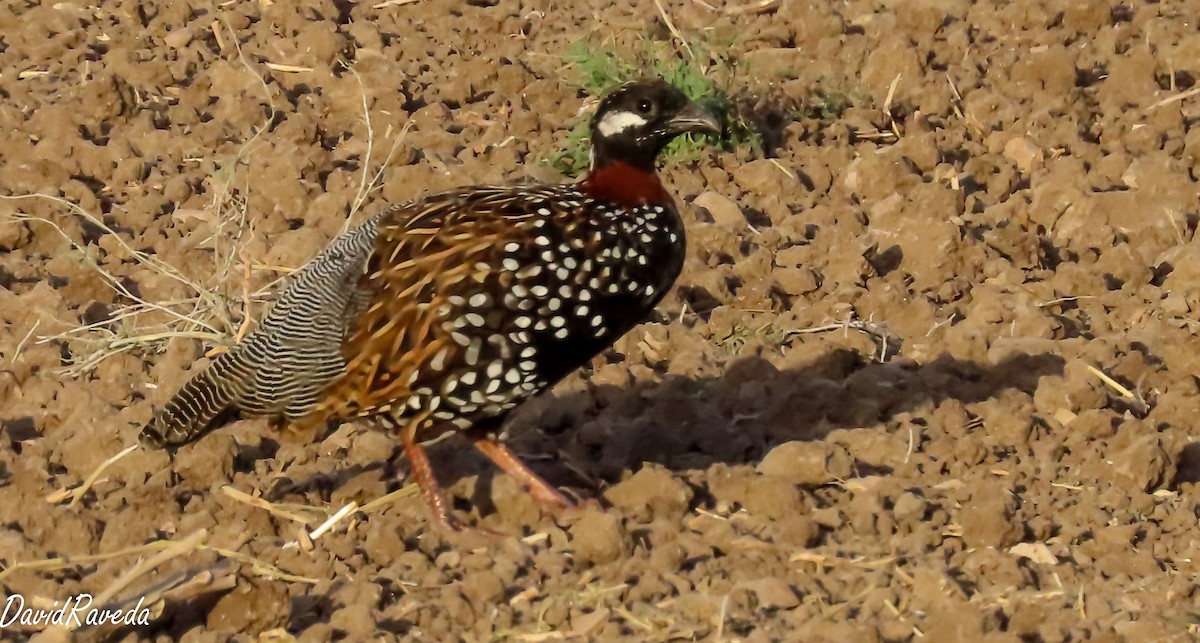 Black Francolin - ML623951183