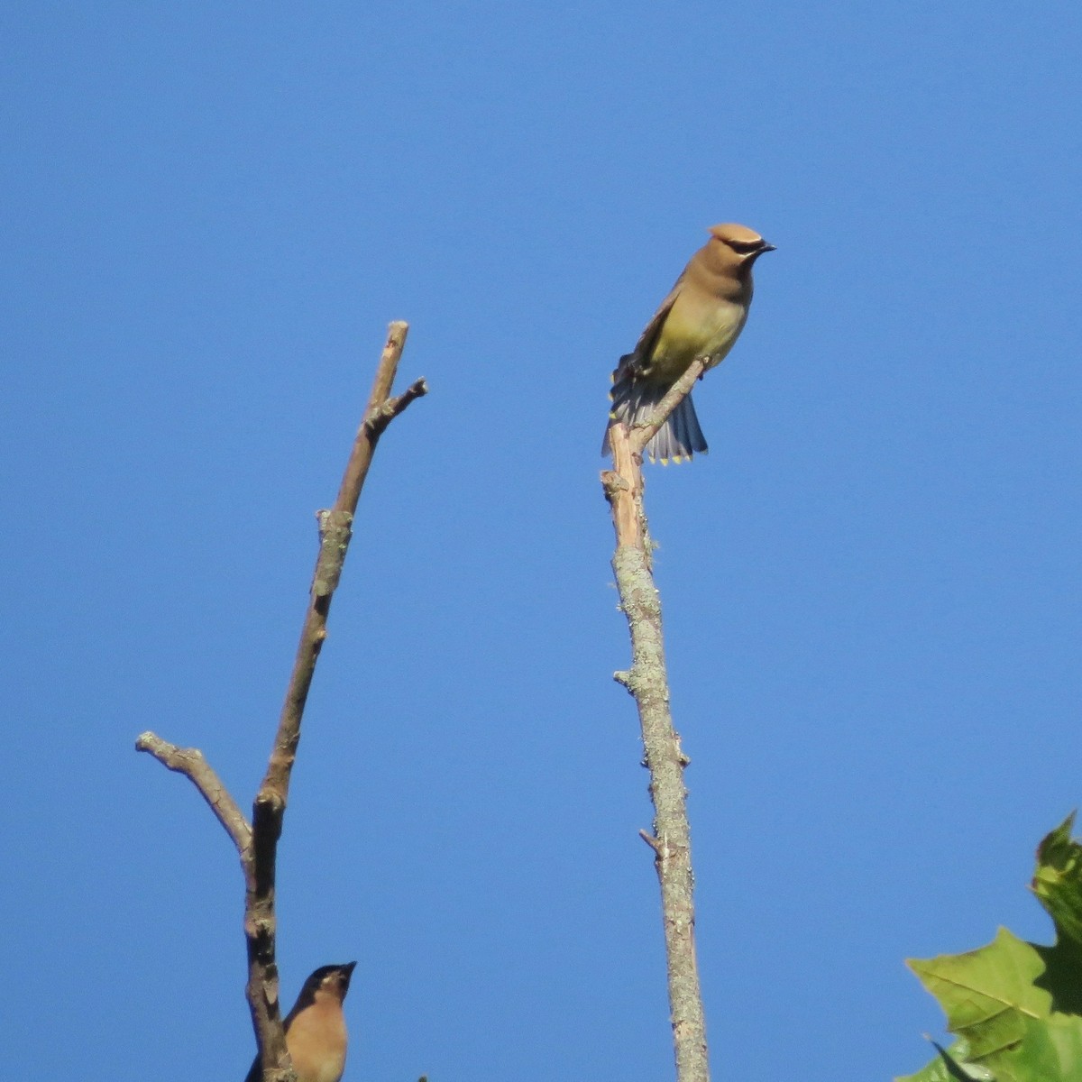 Cedar Waxwing - ML623951186