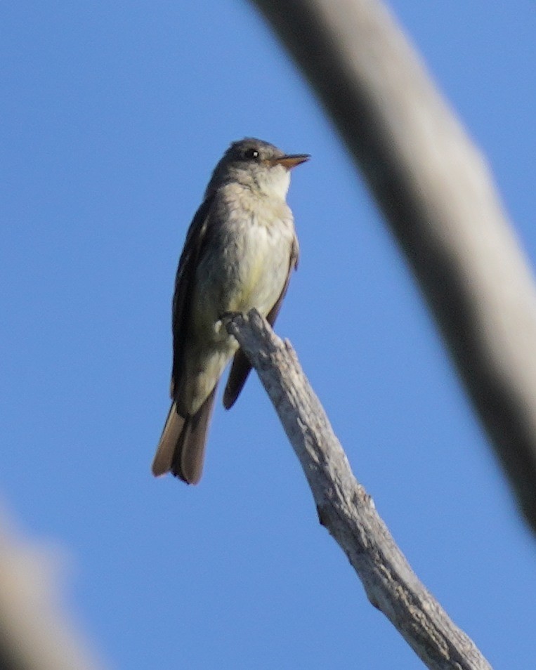 Eastern Wood-Pewee - Dennis Mersky