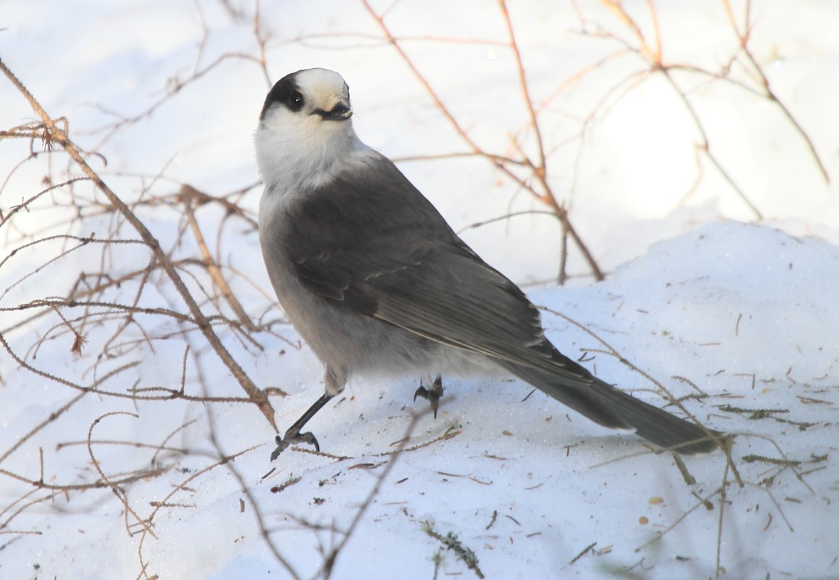 Canada Jay (Boreal) - ML623951202