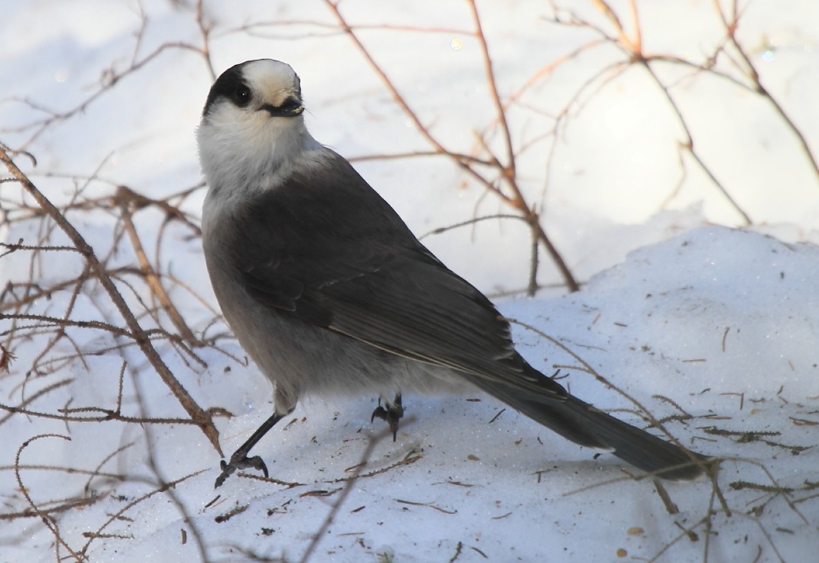 Canada Jay (Boreal) - ML623951203