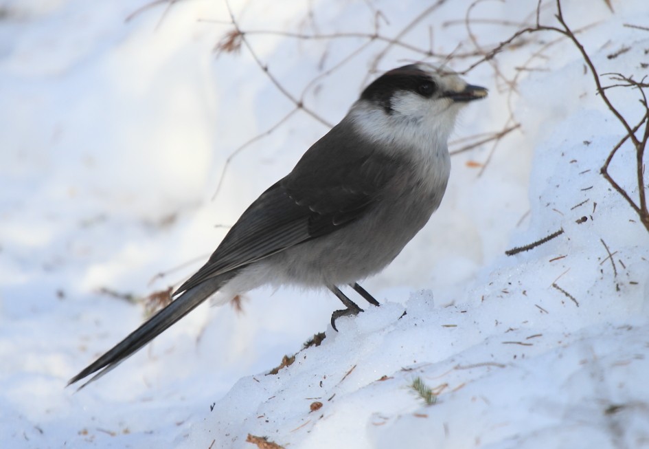 Canada Jay (Boreal) - ML623951205