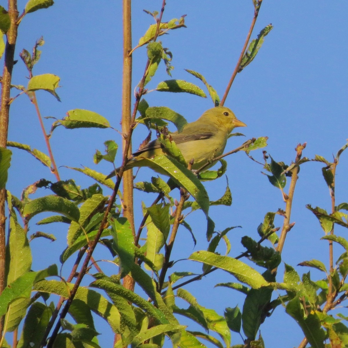 Scarlet Tanager - ML623951206