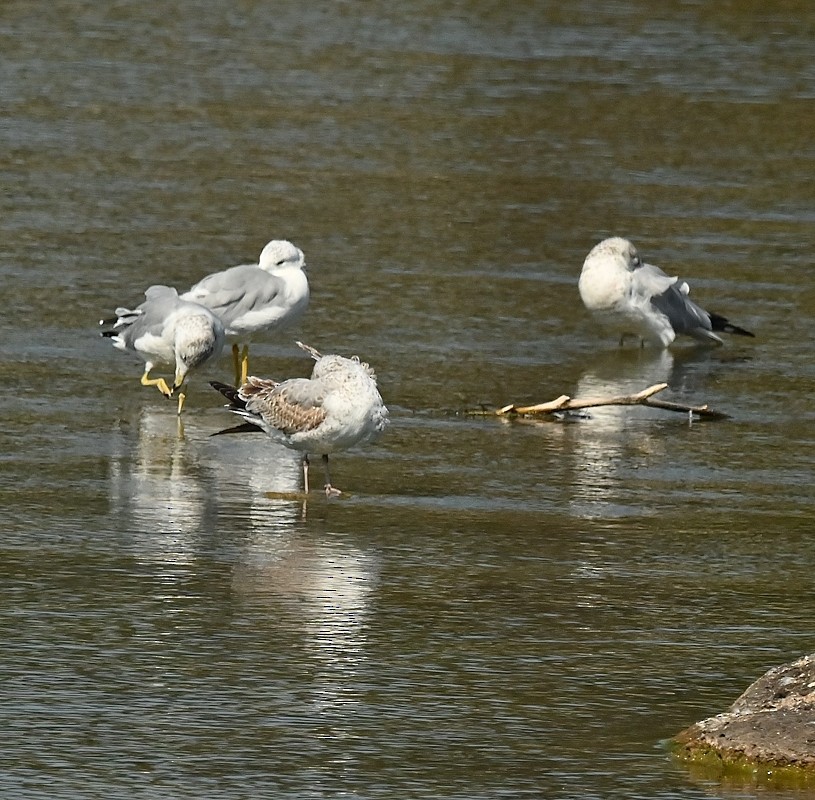 Ring-billed Gull - ML623951226