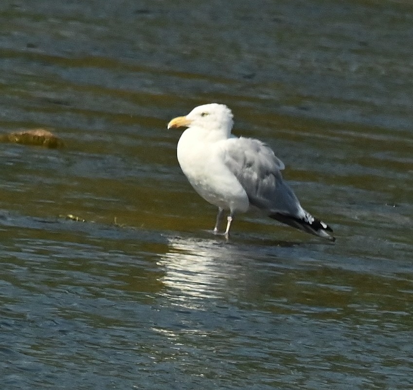 Herring Gull (American) - ML623951230