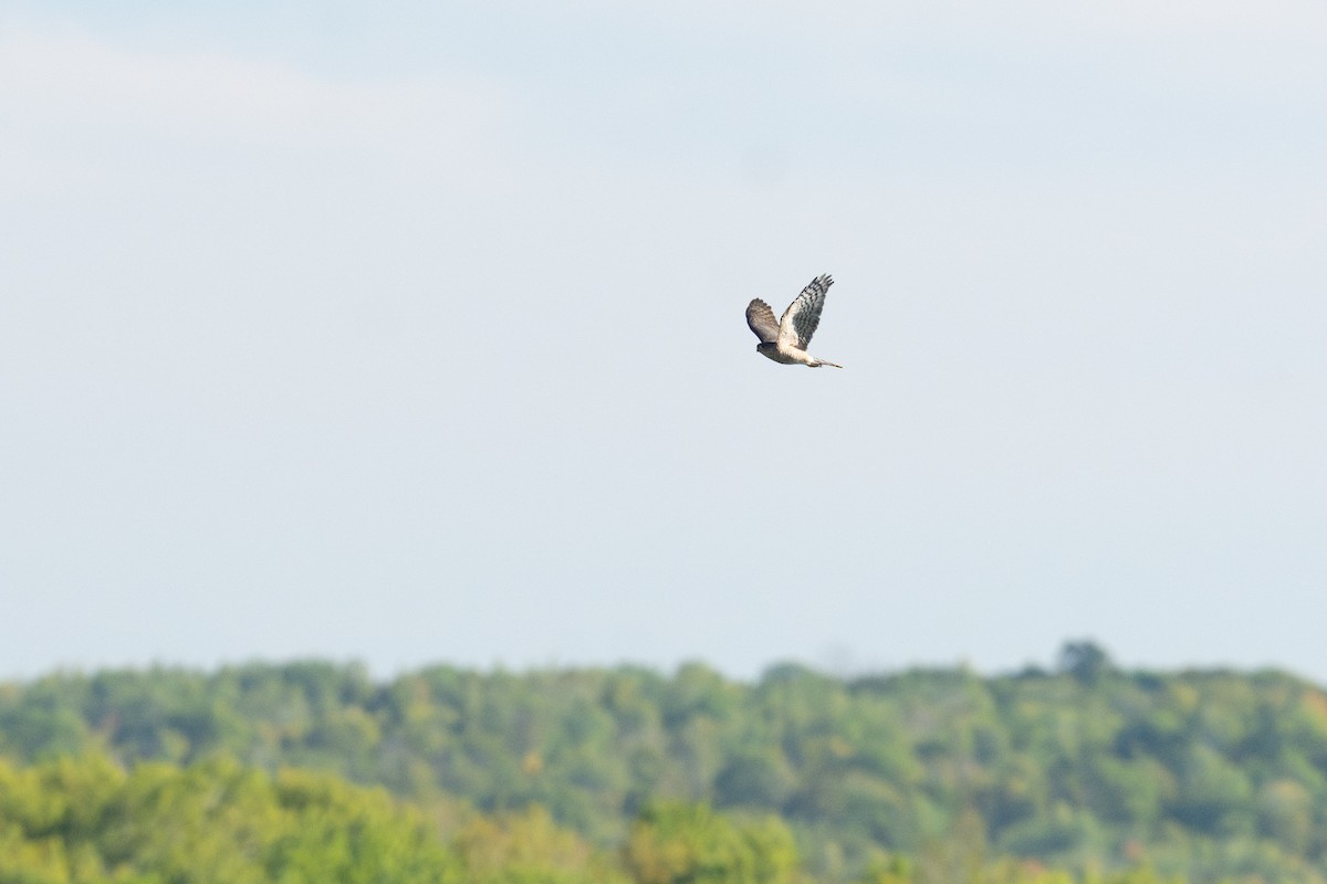 Sharp-shinned Hawk (Northern) - ML623951239