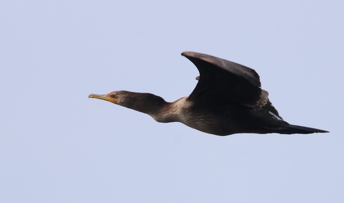 Double-crested Cormorant - Jan Harm Wiers