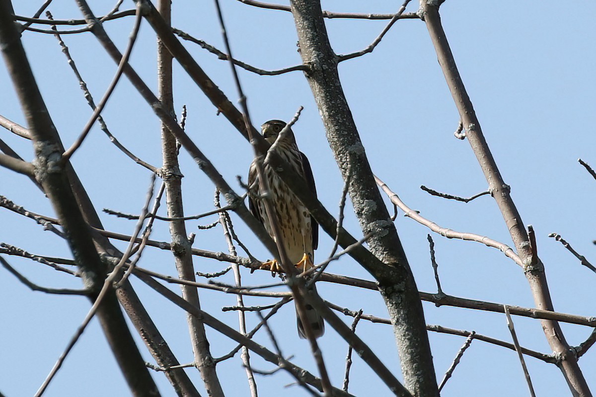 Sharp-shinned Hawk - ML623951252