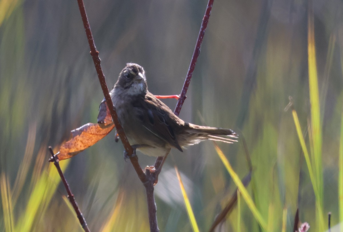 Swamp Sparrow - ML623951256